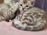 Snow Bengal Kitten mit Stammbaum, Bengalkitten, Kätzchen - Bad Herrenalb Zentrum