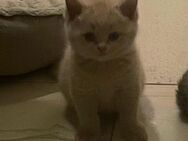 BKH Kitten 3 Kater - Ingolstadt