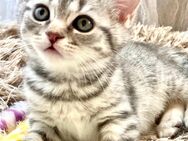 BkH Mädchen reinrassig Silver Tabby , Whiskas - Bodenwerder (Münchhausenstadt)