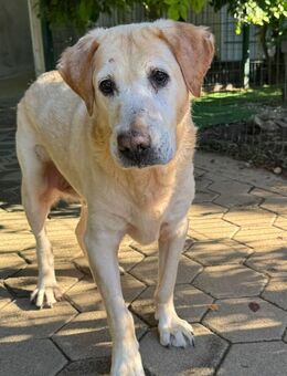 LUDWIG - Gemeinsamkeit richtig genießen - Overath