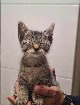 Dosenöffner gesucht ❤️ - Mönchengladbach