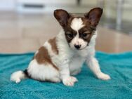 Papillon Rüde, reinrassig , sucht liebevolles Zuhause - Mönchengladbach