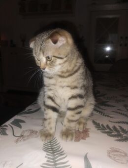 BKH Kitten - Lahr (Schwarzwald)