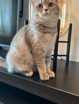 Liebevolle Britisch-Kurzhaar Katze sucht ihr Kuschel-Zuhause - Neuss