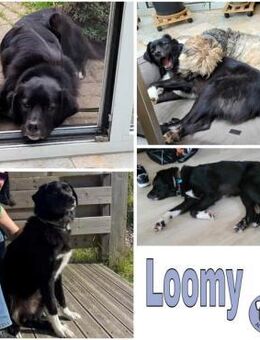 LOOMY * großer Kerl mit Potential - Duisburg