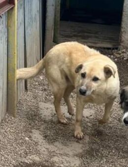 Freundl. BROWNIE sucht liebes Zuhause - Neuberg