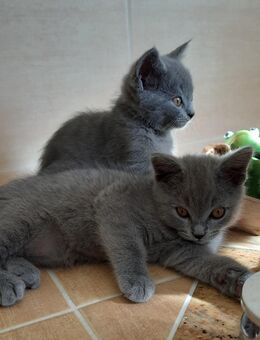 Wunderschöne British Kurzhaar Kitten, reinrassig - Briggow