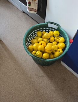 Quitten aus meinen Garten. Gratis - Schweinfurt