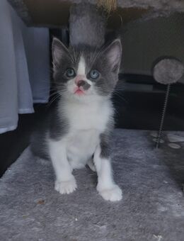 Junge Kater - Dortmund