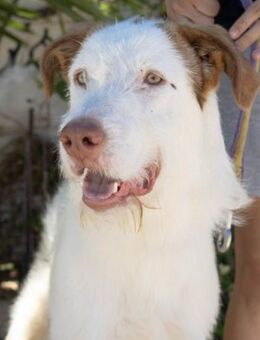 Pitufo konnte der Tötung entkommen - Laatzen