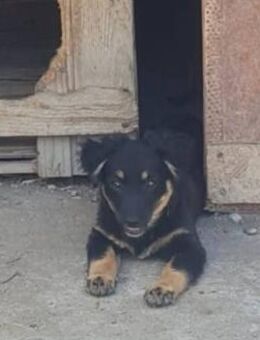Priska, verspielt und freundlich - Leonberg (Baden-Württemberg)