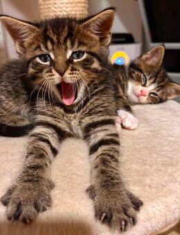 Maine Coon / EKH-Mix Kitten m/w - Kolkwitz