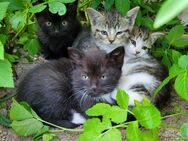 Katzenbaby schwarz weiblich - Seelitz