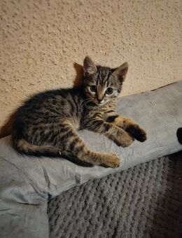 Baby Katzen/Kitten - Abtsteinach