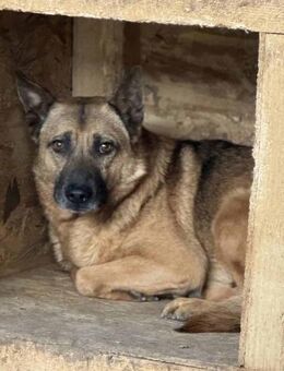 Victor ist sehr schüchtern 🐾 - Elsdorf (Nordrhein-Westfalen)