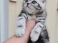 Süße BKH Kitten abzugeben - Hamburg