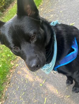 Labrador Mischling sucht ein für immer Zuhause - Hildesheim