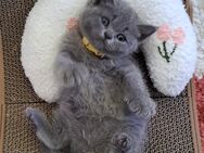 Bkh reinrassige Kitten kurzhaar. - Osnabrück