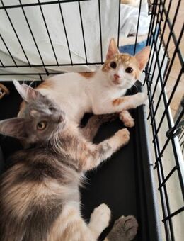 Marga und Renesme aus dem Tierschutz - Grevenbroich