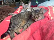 Katze und Kater suchen neues Zuhause - Herrieden