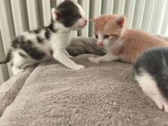 kleine Kätzchen, Katzenbabys, Katzenkitten - Pleß