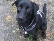 Trudy sucht ein aktives Zuhause - München