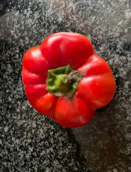 Paprika - Liebesapfel - Stuttgart