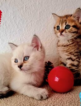 BKH Kitten reinrassig In Golden Spotted und Seal Point - Hamburg Altstadt