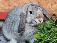 Minilop,Kaninchen Häsin geimpft,Zwergkaninchen - Kabelsketal
