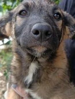 Hübsche Tinca sucht aktives Zuhause - München