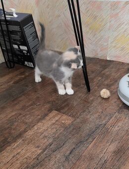 2 BKH Mix Kitten suchen noch ein schönes Zuhause. - Linnich
