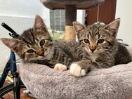 Ab 01.08.2025 Kitten Baby Katzen auszugbereit! - Ratingen