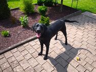 Labrador Hündin Luna sucht neues "Für immer Zuhause" - Brilon
