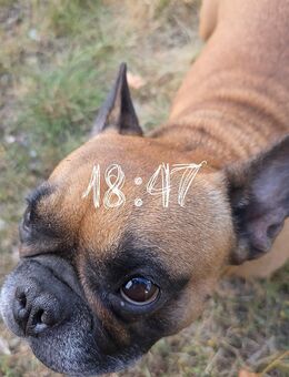 Französische Bulldogge - Torgelow