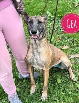 Gea noch fit wie ein Turnschuh - Flörsheim-Dalsheim