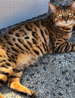 Reinrassiger Bengal Deckkater mit Stammbaum - Mönchengladbach Zentrum