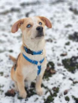 Welpe Yannis sucht seine Menschen - Berlin