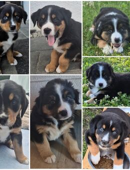 Welpen abzugeben-Berner Sennen-/Appenzeller-Mix und reinrassiger Australien Shephert - Otzing