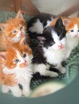 Traum Maine Coon Kitten M/W - Hagen (Bremischen)