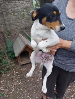 Bebop ❤️ Schutzgebühr 500 Euro - Burgsinn