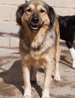 Sanfte Sophy 💗 Fellfreundin fürs Leben - Hamburg