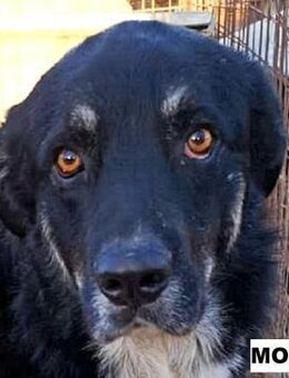 Mogli sucht liebe Menschen - Neuhausen (Fildern)