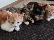 4 süße Kitten - Kätzchen - Rietberg Zentrum