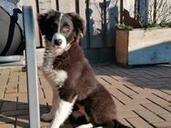 Border Collie- Australian Shepherd Welpe - Klein Belitz