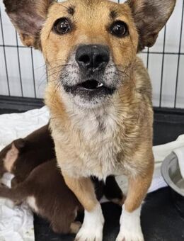 ENYA - 30 cm, 4 Jahre, niedlich - Weilheim (Oberbayern)