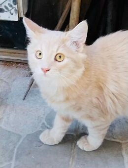 ALUKA - Katzenkind in Gefahr! - Sulzbach-Laufen