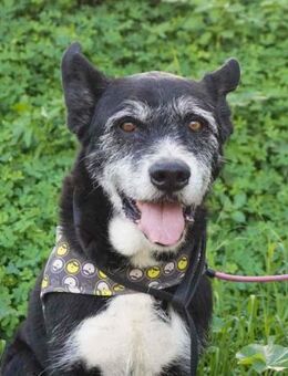 Monti sucht liebevolle Altersresidenz - Laatzen