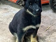 Schäferhund Welpen - Steinau (Straße, Brüder-Grimm-Stadt) Zentrum