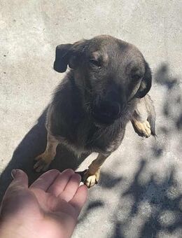 Zara von kettenlos - Bollingstedt