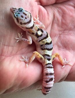 Junge Leopardgeckos abzugeben - Dortmund